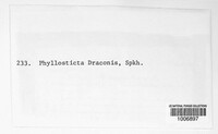 Phyllosticta draconis image